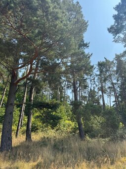 Prodej lesních pozemků v k.ú. Volenice - 6