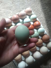 Kuřata na barevná vejce nebo NV - 6