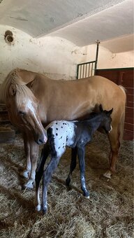 Appaloosa přiouštění klisen - 6