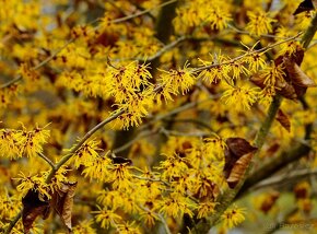 Vilín viržínský - Hamamelis virginiana 20 semen 50 Kč - 6