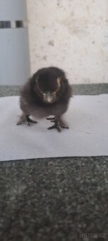 Kuřátka hedvábničky, zakrslá rousná - 6