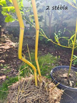 Bambus Phyllostachys bisseti nebo Phyllostachys aureosulcat - 6