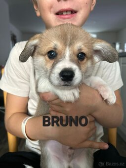 Welsh Corgi Pembroke - 6