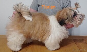 Shih-tzu štěňátka s PP - 6
