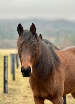 Darujeme problémovou kobylku - 6