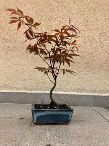 Bonsai, Bonsaj, japonský javor, skalky _ - 6