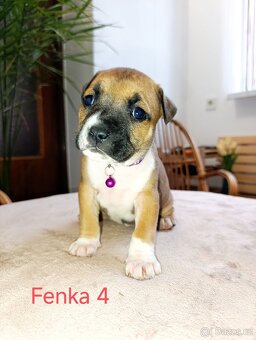 🐾 Americký stafordšírský teriér - 6