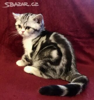 Britská koťátka s PP, FIFE - 6