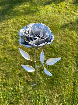 Zahradní růže - 6