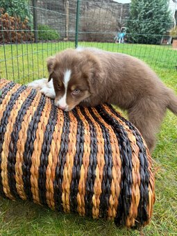 Australsky ovciak s PP - 6