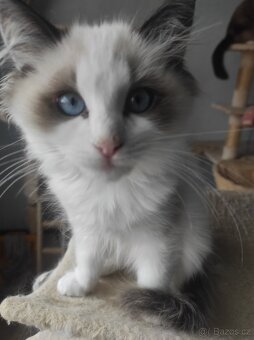 Ragdoll koťata bez PP - 6
