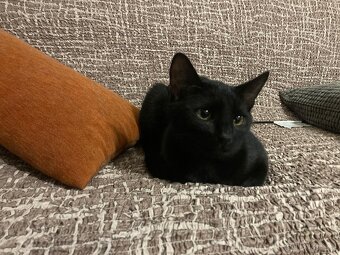 Bolt - osmiměsíční černý kocour, kastrovaný, čipovaný - 6