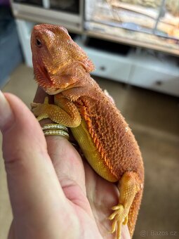 Agama vousata 1.0 Hypotrans Coral - 6