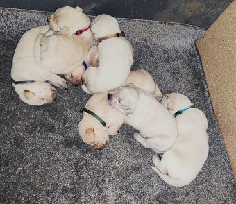 Štěňata labradora - 6