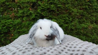 Zakrslý beránek, králíček, králík - MOLLY - 6