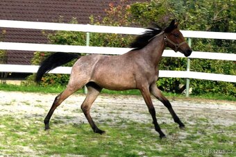 Pony hřebec ČSP - 6
