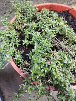 Trvalky, skalničky - 6