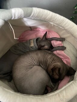 Kocour ke krytí Sphynx kanadský - 6