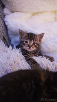 Daruji krásná koťátka - 6