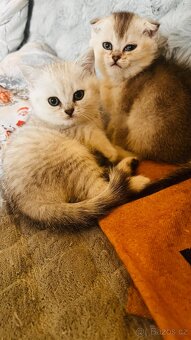 Skotská koťáta - 6