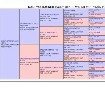 Welsh mountain pony sekce A - klisna - 6