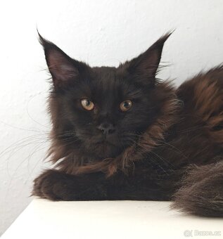 Mainská mývalí kočička s PP - 6