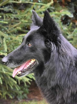 Belgický ovčák groenendael a tervueren s PP - 6