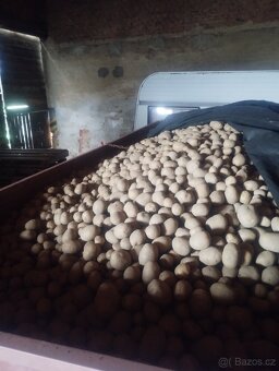 BIO brambory z farmy s certifikátem - 6