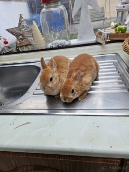 Zakrslý králík - 6