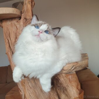 Ragdoll kocourek s PP, adopce. - 6
