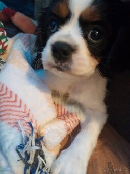 kavalír king charles španěl - 6