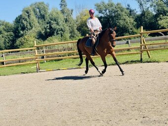 Vestfálská klisna - 6