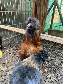 Kohout hedvábnička - 6