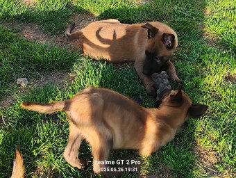 Belgický ovčák malinois bez PP - 6