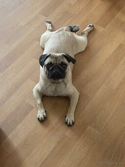 Nabízí se psí gentleman ke krytí – MOPS Teodor hledá lásku ( - 6