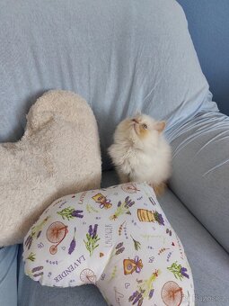 Perský bílo-rezavý kocourek - 6