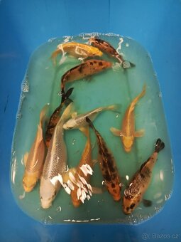 Živé ryby – tržní i okrasné | Volary (okr. Prachatice) - 6