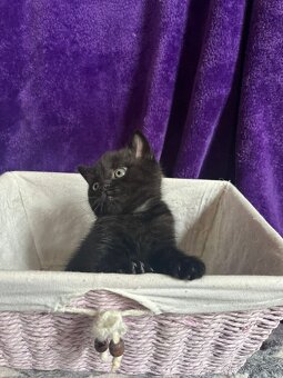 Britská koťata...kocourek - 6