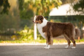 KRYTÍ CHOVNÝM PSEM - AUSTRALSKÝ OVČÁK S PP - 6