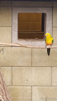 Aratinga sluneční - 6