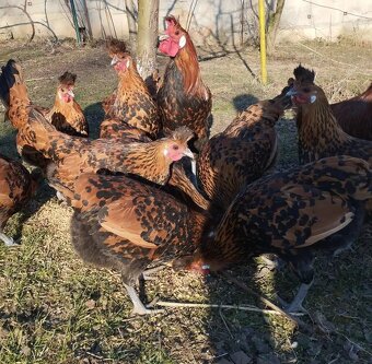 Appenzelsky chocholaci, hedvabnicka, Faverolky, Araucana - 6