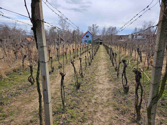 Prodej chaty, vinice, lesa 1793 m², Břeclav - Charvátská - 6
