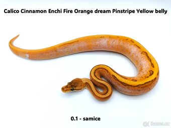 Krajta královská (Python regius) - mláďata - 6
