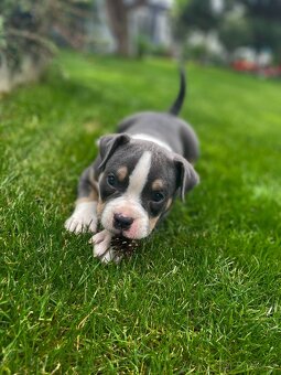 Stěně American Bully - 6