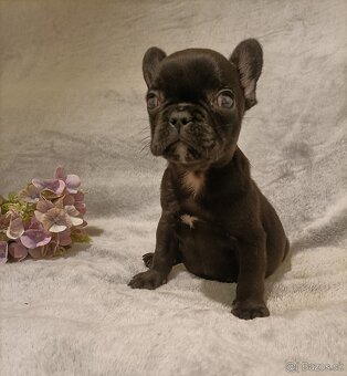 Francouzský buldoček, šteniatka Blue, Faun, Black Tan - 6
