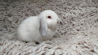 Zakrslý beránek, králíček, králík - MOLLY - 6