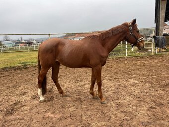 Hodný valasek A1/1 na lehkou rekreaci/spolecnik - 6