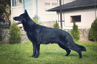 Německy ovčák s PP - volný pejsek - 6