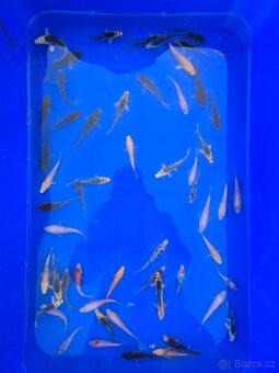 Koi 5-35cm - 6