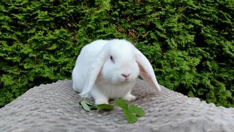 Zakrslý beránek, králíček, králík - WILLIAM - 6